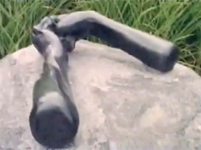 Louise Bourgeois video